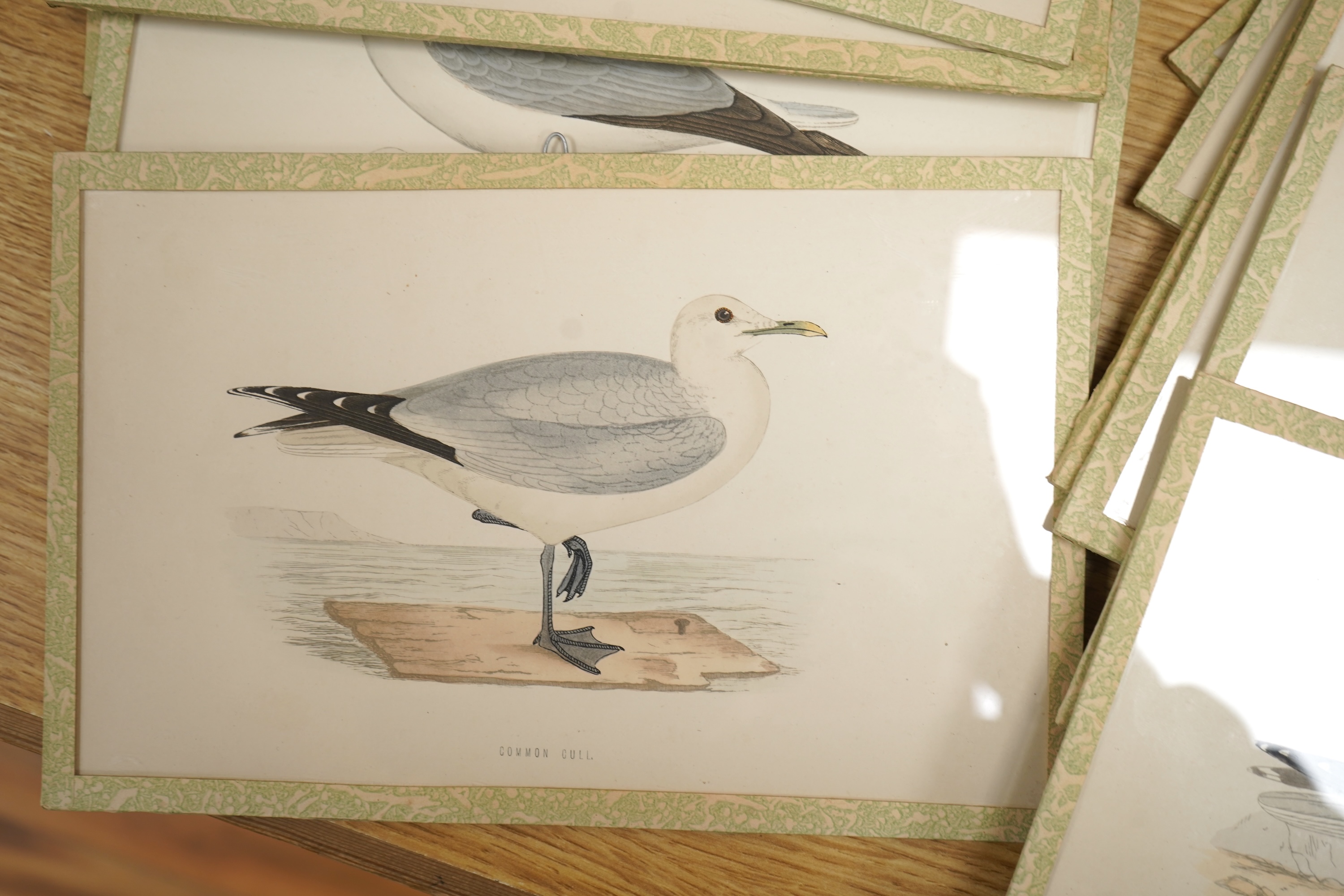 A group of eleven colour lithographs, seabirds to include ‘Common Gull’, ‘Buffons Skua’ and ‘Fulmar’, 16 x 25cm